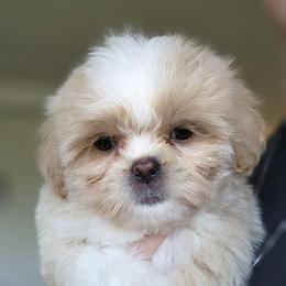 Cody - Cream and white male Shih Tzu puppy in Sapulpa, Oklahoma from Faith Hope and Love Shih Tzu's