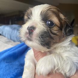 Gizmo - Liver and white male Shih Tzu puppy in Troy, Michigan from "Shihtzu Best Friend"