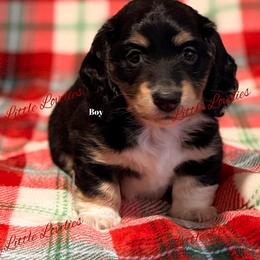 Boy 1 is oh so handsome. 2150.00 - Black and cream male Dachshund puppy in Orange, Texas from Little Lovelies Dachshunds
