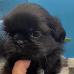 Emerald- green collar - Black and white female Shih Tzu puppy in Clarksburg, West Virginia from Pilgrim Shih tzu