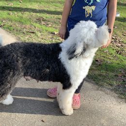 Polkabot - Sheepadoodle