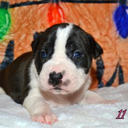 11 - female Alapaha Blue Blood Bulldog puppy in Walbridge, Ohio from United Alapaha Bulldogs
