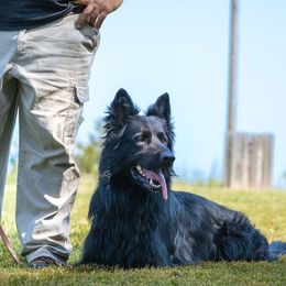 Marv - German Shepherd