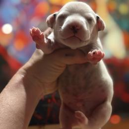 Male 2 - White and black male Dalmatian puppy in Lake Mathews, California from Bully Market