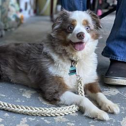 Ziggy - Red merle male Miniature Australian Shepherd puppy in Vinemont, Alabama from Puppy Pals