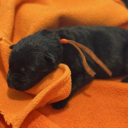 Orange-Hex - Black female German Shepherd puppy in Medical Lake, Washington from Nine Realms German Shepherds