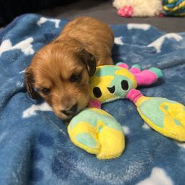 Shaded red - Red male Dachshund puppy in Gulfport, Mississippi from Susan's Dachshunds