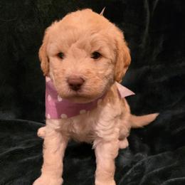Belle-Cream Princess - Cream female Labradoodle puppy in Churchill County Fallon, Nevada from Card Family Ranch