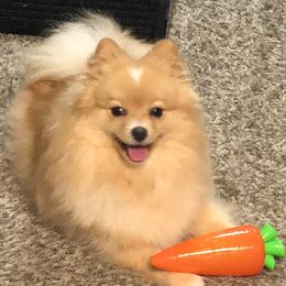 Lily - Pomeranian