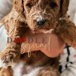 Goldendoodles from Doodle Squad Puppies