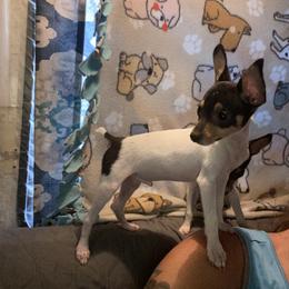 Splash - White black and tan male Toy Fox Terrier puppy in Lee’s Summit, Missouri from 3T’s Toy Fox Terriers