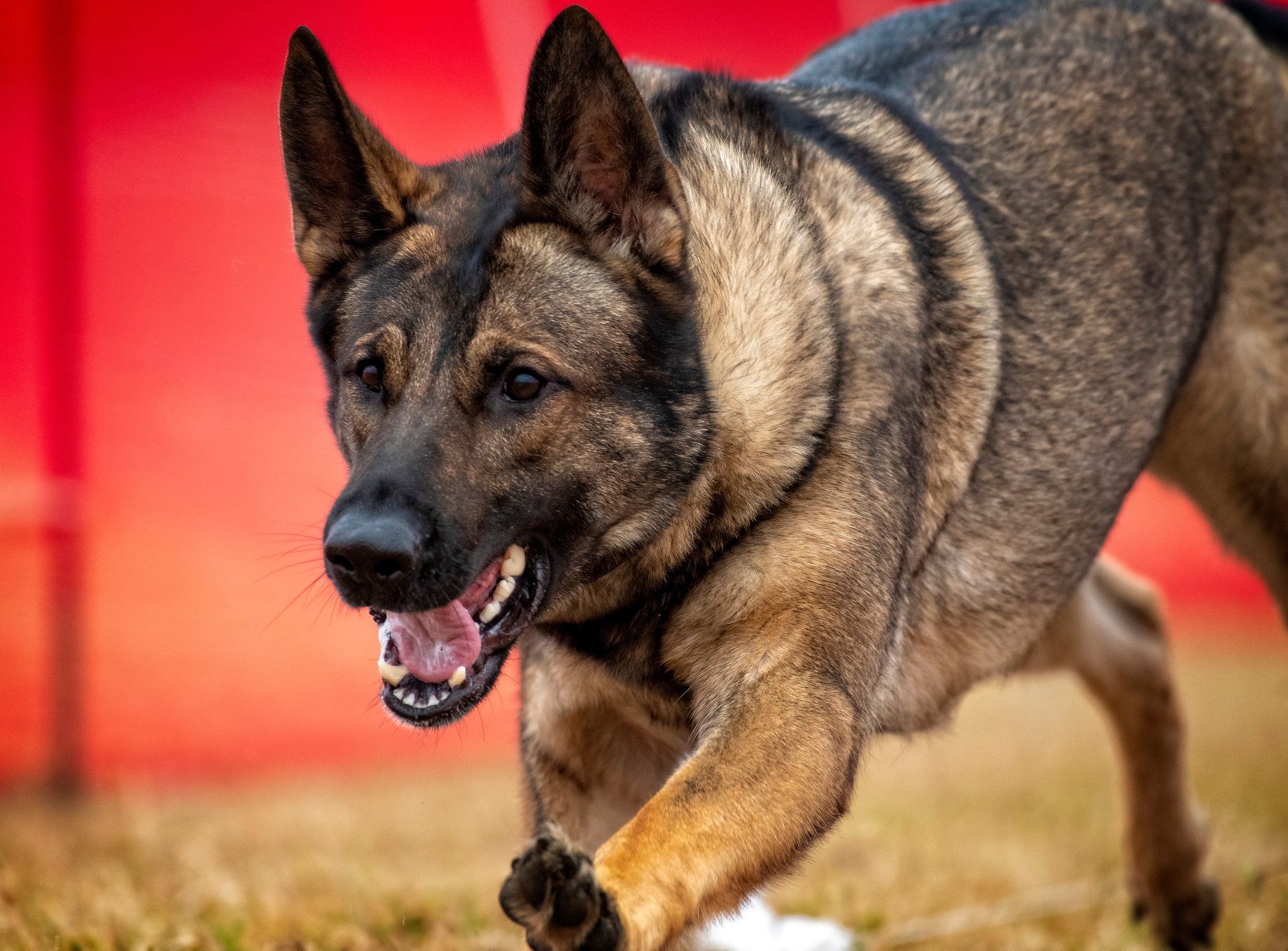 German popular Shepard Puppy Cerberus (ORIGINAL)