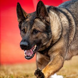 German Shepherd All Grown Up from Cerberus German Shepherds