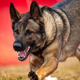 German Shepherd All Grown Up from Cerberus German Shepherds