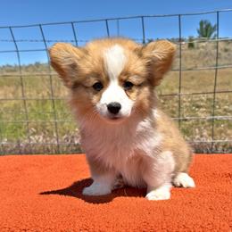 Sunny - Red female Pembroke Welsh Corgi puppy in Mc Cammon, Idaho from Sunny J Corgis and Mini Americans