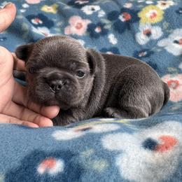 Daisy - Blue female French Bulldog puppy in Cecil County, Maryland from Nitro’s Bullies