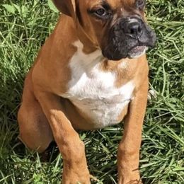 Boxers from Myboxerpuppies