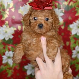 Cavapoo, Cockapoo, and Poodle Puppies from Heavenly Puppies to Love