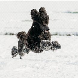 Poodle All Grown Up from Raventree Poodles