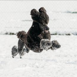 Poodle All Grown Up from Raventree Poodles