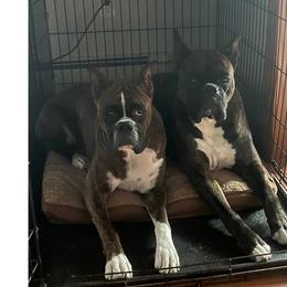 Boxer All Grown Up from JM Legacy Boxers
