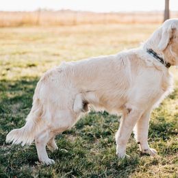 Takoda - Light golden male Golden Retriever puppy in Adair, Oklahoma from Rejoice Retrievers