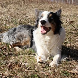 Arlo - Border Collie