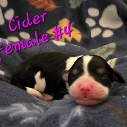 Cider - Black tri-color female Aussiedoodle puppy in Redding, California from House Merrills Minis and Doodles