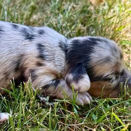 Poppy - Dapple female Dachshund puppy in Salem, Oregon from Longdox Mini Dachshunds