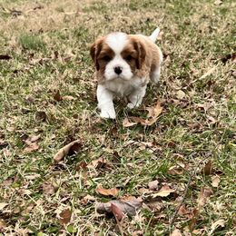 Cavalier King Charles Spaniel Puppies from Southern Valley Cavaliers
