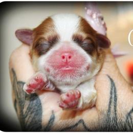 Cleopatra - Red and white female Shih Tzu puppy in Warren, Michigan from Devil Dogs Shih Tzu's