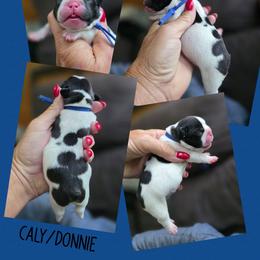 Blue collar - Brindle and white male French Bulldog puppy in Polk City, Florida from Best Friend Frenchies, LLC
