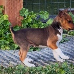 Male 3 - Red white and sable male Rat Terrier puppy in Denver, Colorado from K2 RAT TERRIERS (COLORADO)