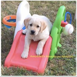 Labrador Retriever Puppies from AKS’s Water Bound Retrievers