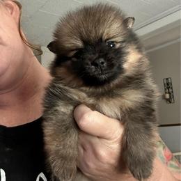 Pepper - Orange sable female Pomeranian puppy in Zavalla, Texas from Precious Puff Poms