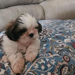 Abraham's Rambling Rose - Black gold and white female Shih Tzu puppy in Woodsfield, Ohio from ROSE LANE SHIH TZUS