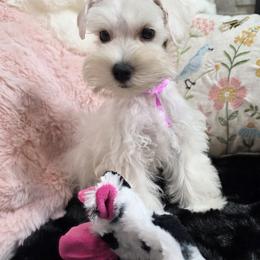 Angel Food Cake - Wheaten female Miniature Schnauzer puppy in San Diego, California from SoCal Beards and Brows