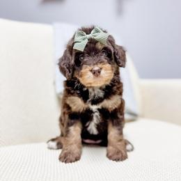 Taylor - female Bernedoodle puppy in Sharpsburg, Georgia from Steindoodles