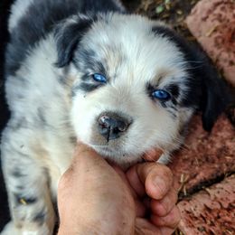 Australian Shepherd Puppies from Southern Boy Blues Aussies