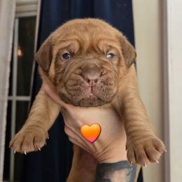 Orange boy - Red male Dogue de Bordeaux puppy in Michigan from Boondocks Bordeaux