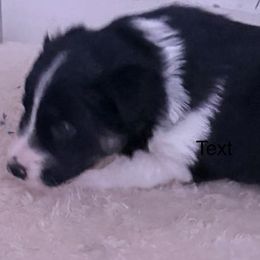 Border Collie Puppies from Julie Ziegler