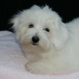 Cotons de Tulear from Daydreaming Cotons