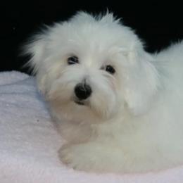 Cotons de Tulear from Daydreaming Cotons