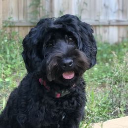 Rory - Australian Labradoodle