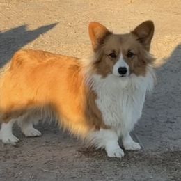 Channel - Pembroke Welsh Corgi