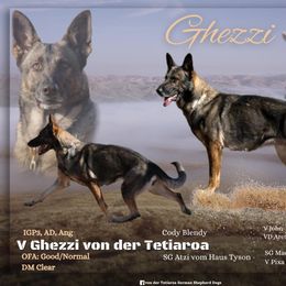 Ghezzi - German Shepherd