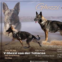 Ghezzi - German Shepherd