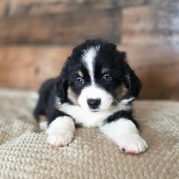 Pecan - Black tri female Miniature Australian Shepherd puppy in Killen, Alabama from Wilkers Wholehearted Mini Aussies