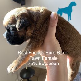 Boxer Puppies from Best Friends Euro Boxers