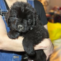 Boy 4 - AKC Registered Hunter Green - Black male Newfoundland puppy in Marshall, Missouri from Majestic Gentle Giants
